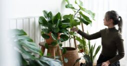 Dicas para Manter Plantas Saudáveis em Casa