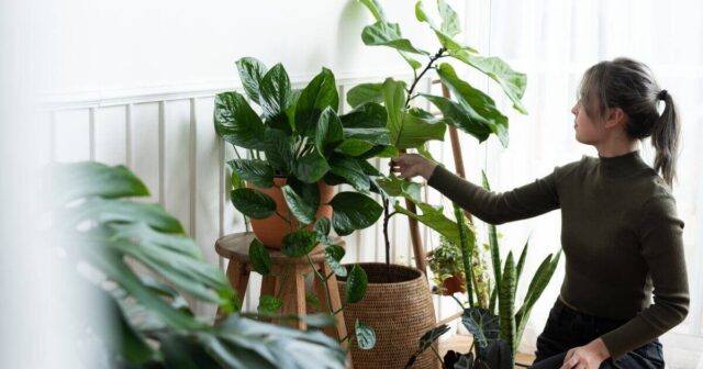 Dicas para Manter Plantas Saudáveis em Casa