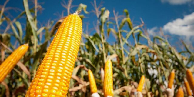 Preço do Milho Recua na Bolsa Brasileira (B3) nesta Segunda-feira